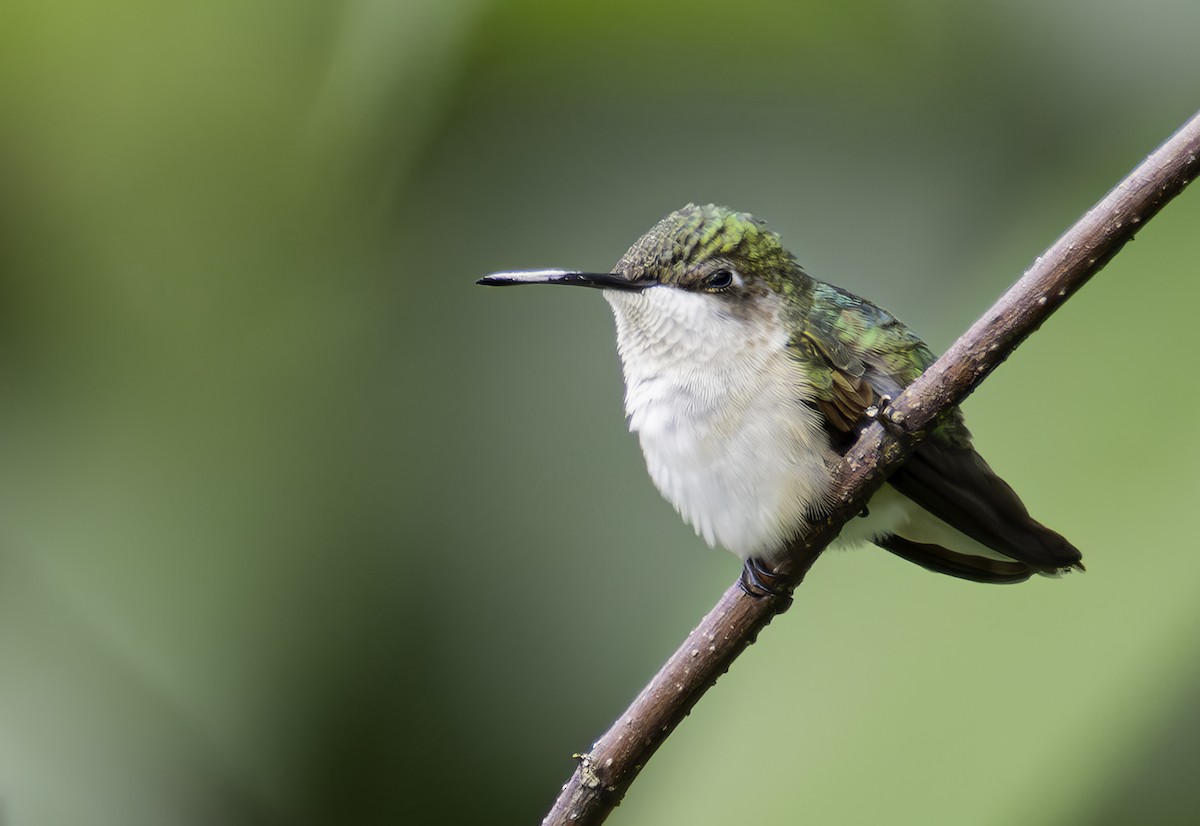 rubinstrupekolibri - ML645839484