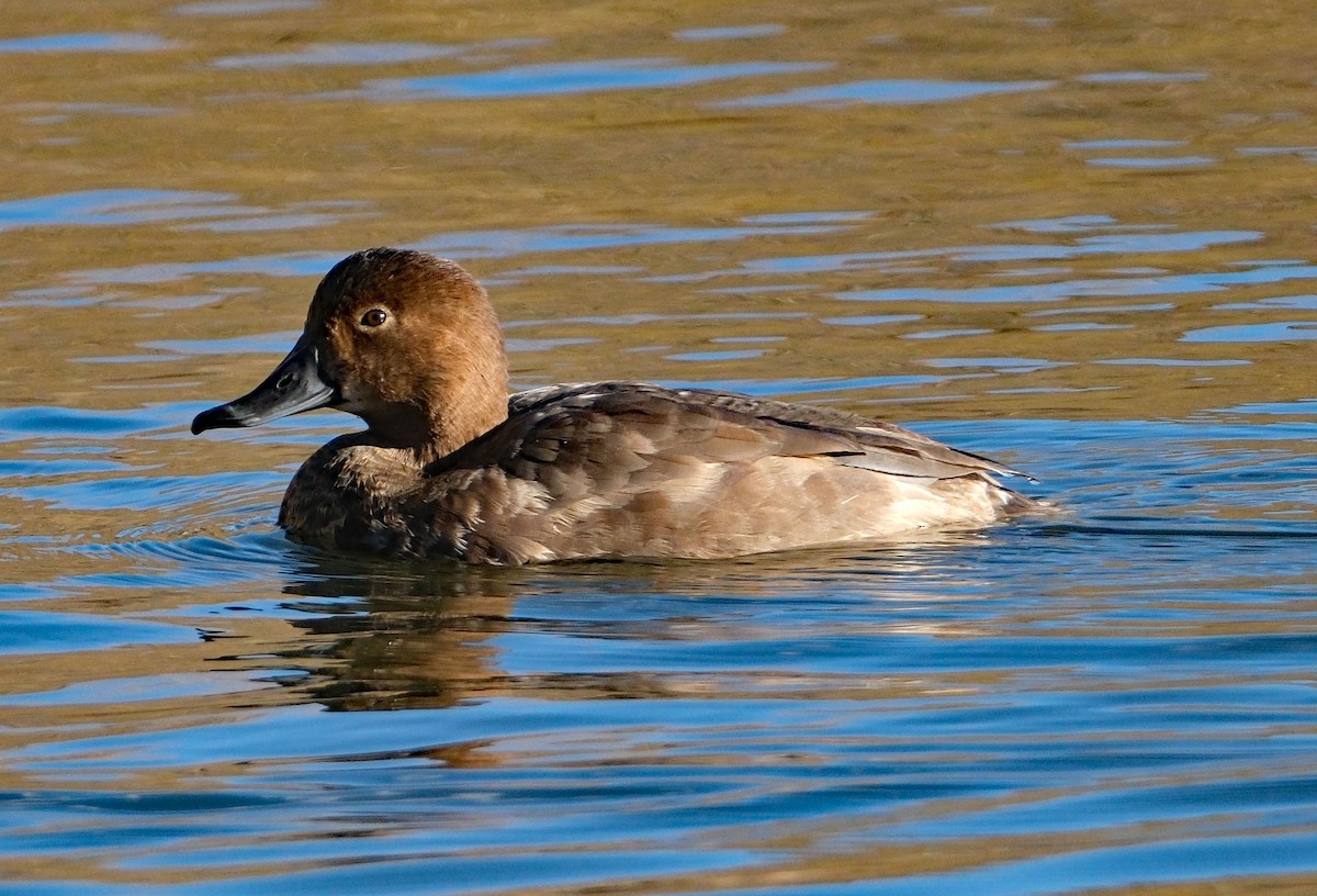 kobberhodeand - ML645839486