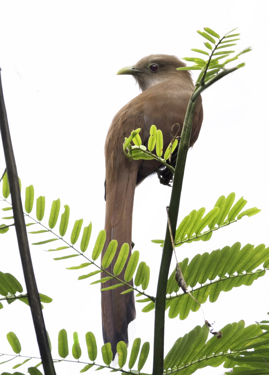 ekorngjøk - ML645839487