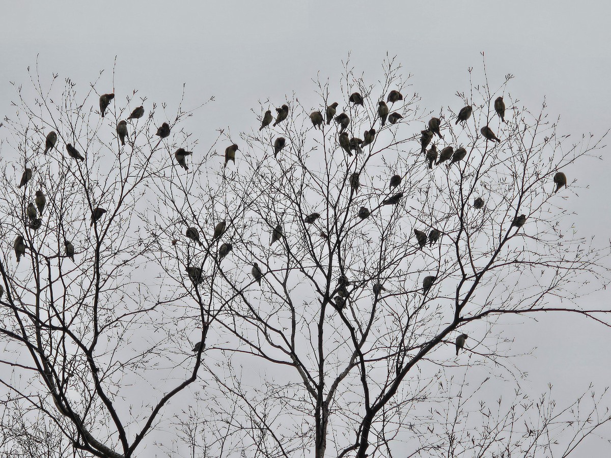 Cedar Waxwing - ML645839496