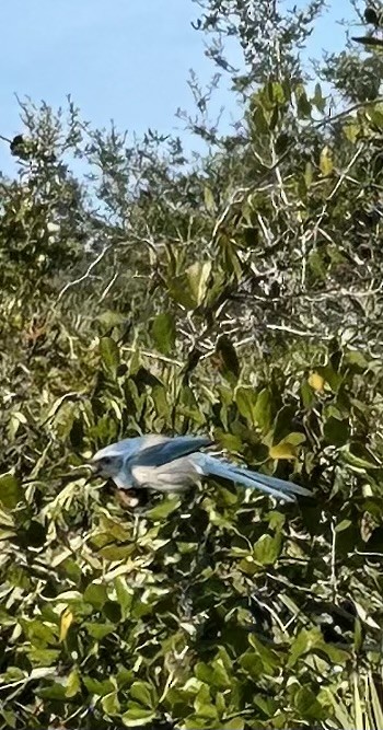 Florida Scrub-Jay - ML645839500