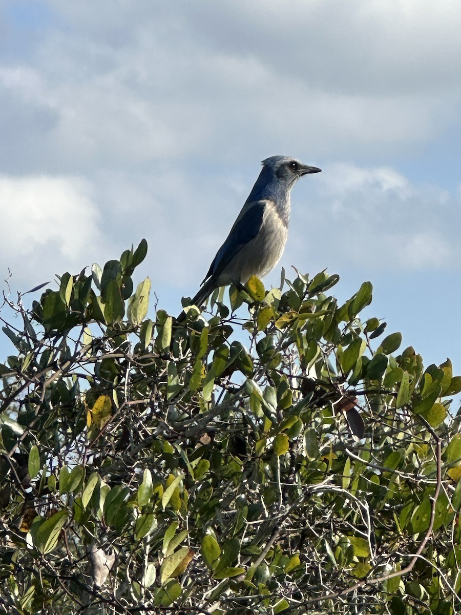 Florida Scrub-Jay - ML645839501
