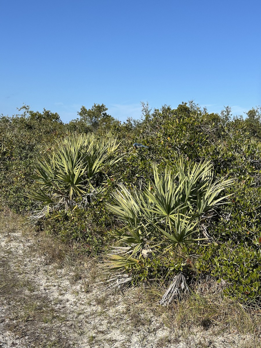 Florida Scrub-Jay - ML645839502