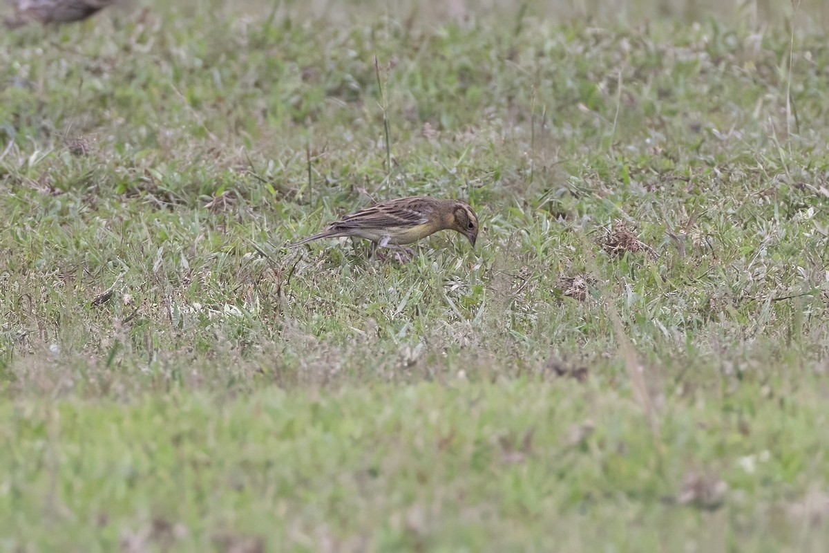 Вівсянка лучна - ML645839527