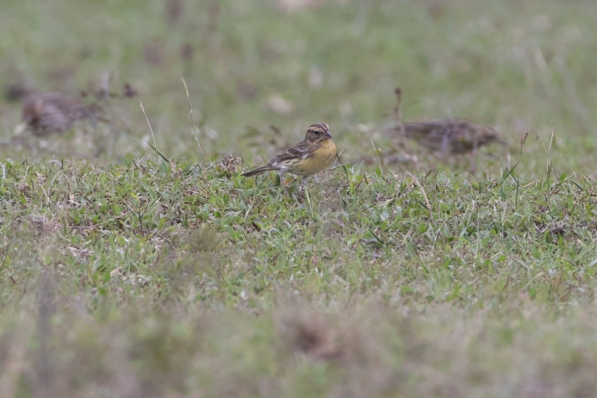 Вівсянка лучна - ML645839529