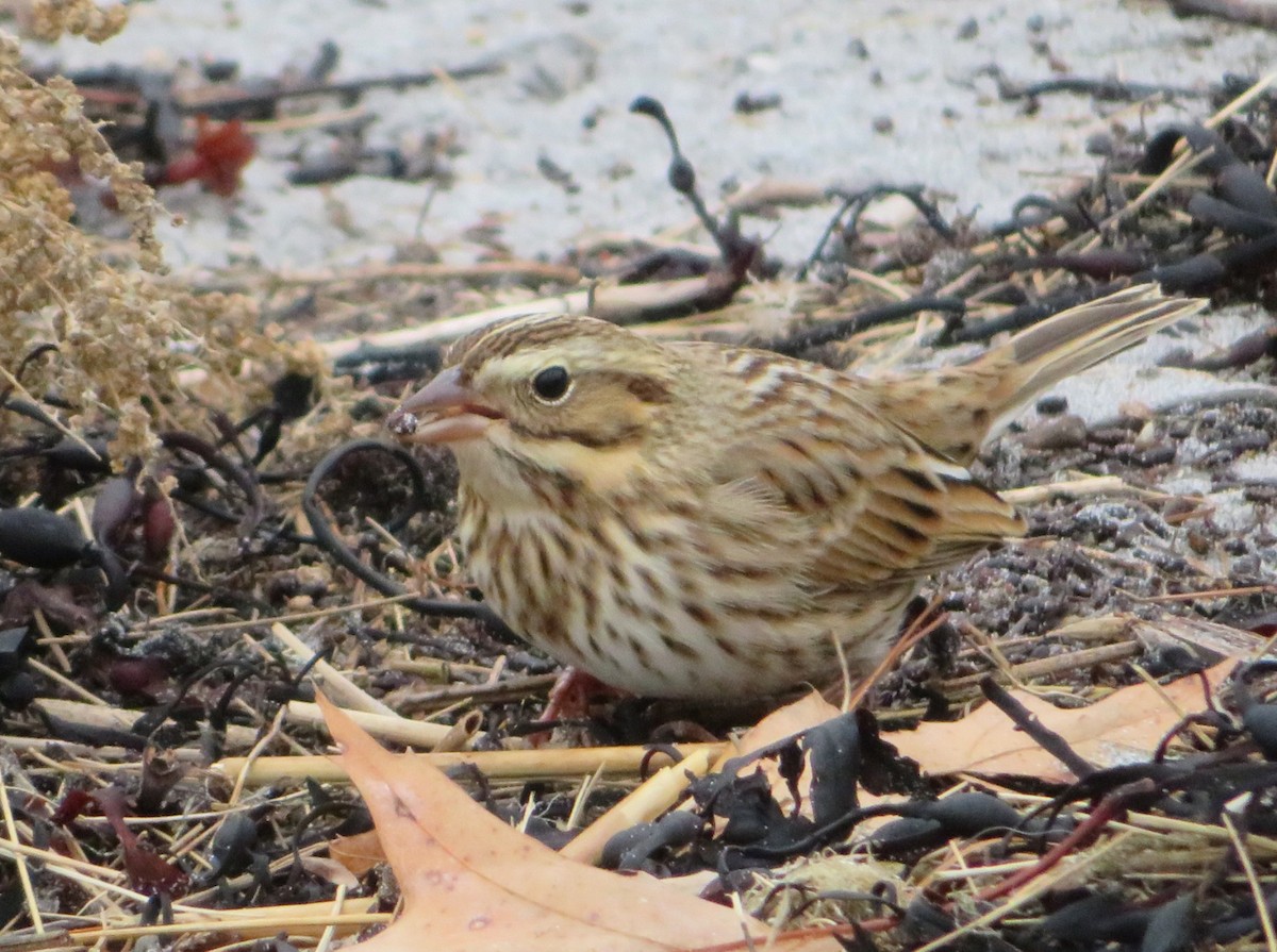Savannah Sparrow (Ipswich) - ML645839534