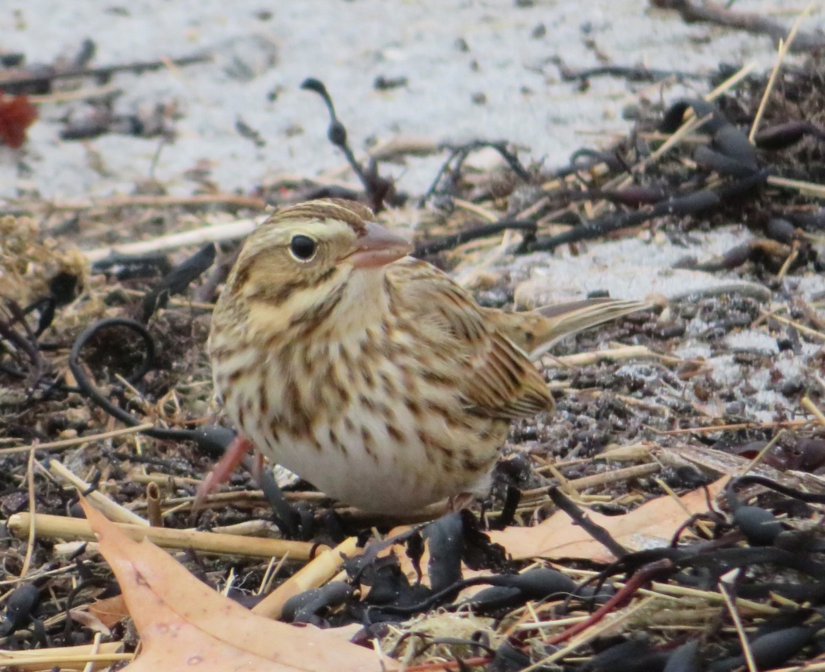 Savannah Sparrow (Ipswich) - ML645839535