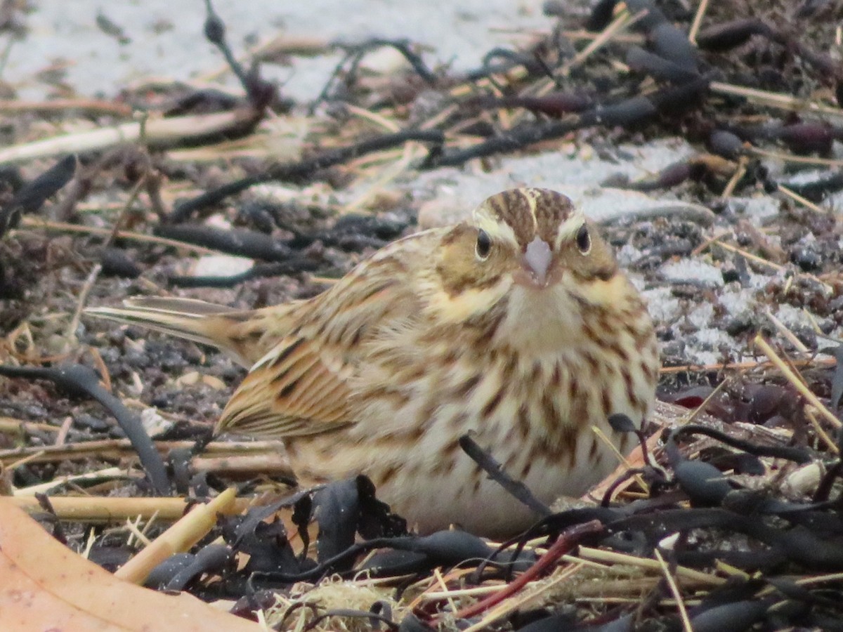 Savannah Sparrow (Ipswich) - ML645839536