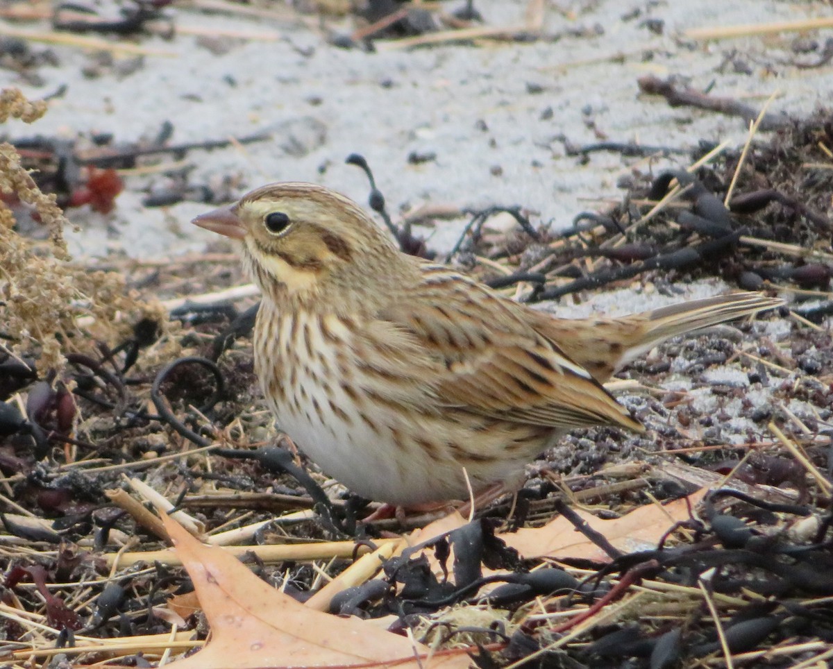 Savannah Sparrow (Ipswich) - ML645839537