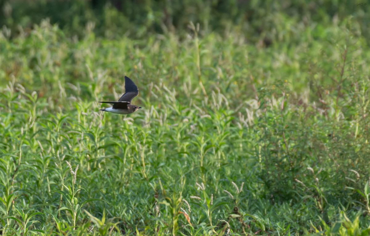 Oriental Pratincole - ML645839540
