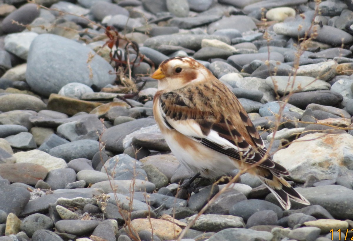 Zigolo delle nevi - ML645839545