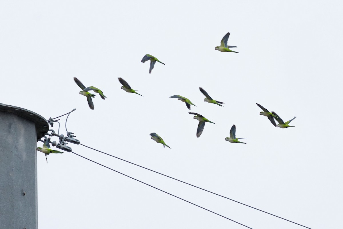 Papagai bulargrisa - ML645839553