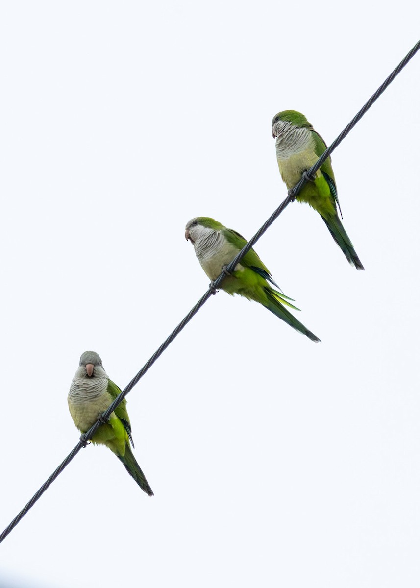 Papagai bulargrisa - ML645839554