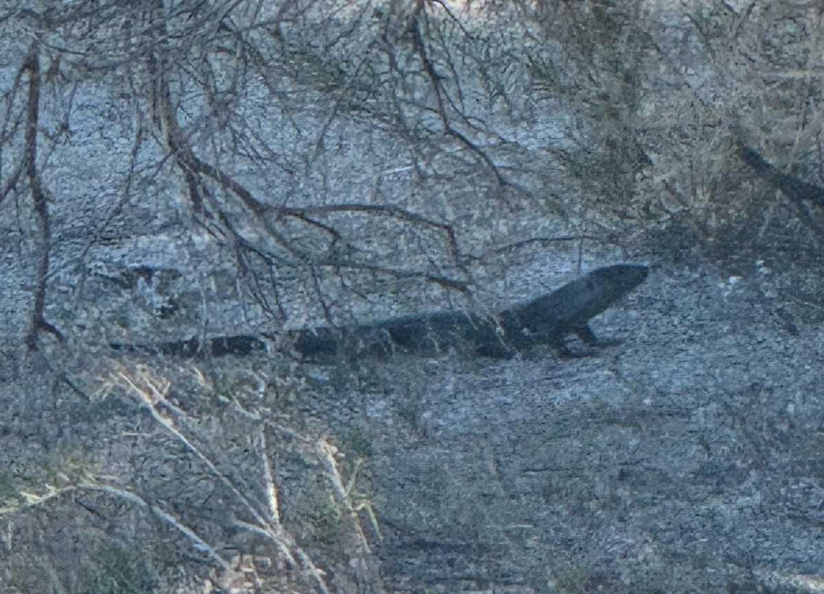 King's Skink - ML645839558