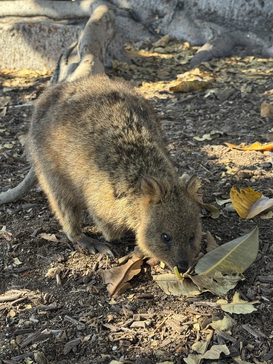 Quokka - ML645839559