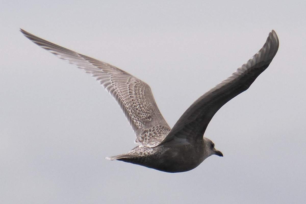 Мартиновий sp. - ML645839561