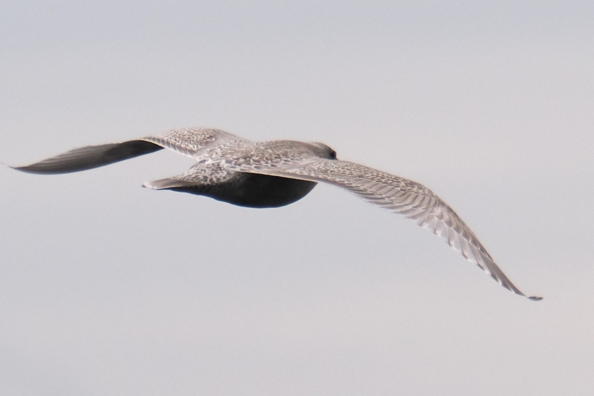 Мартиновий sp. - ML645839562