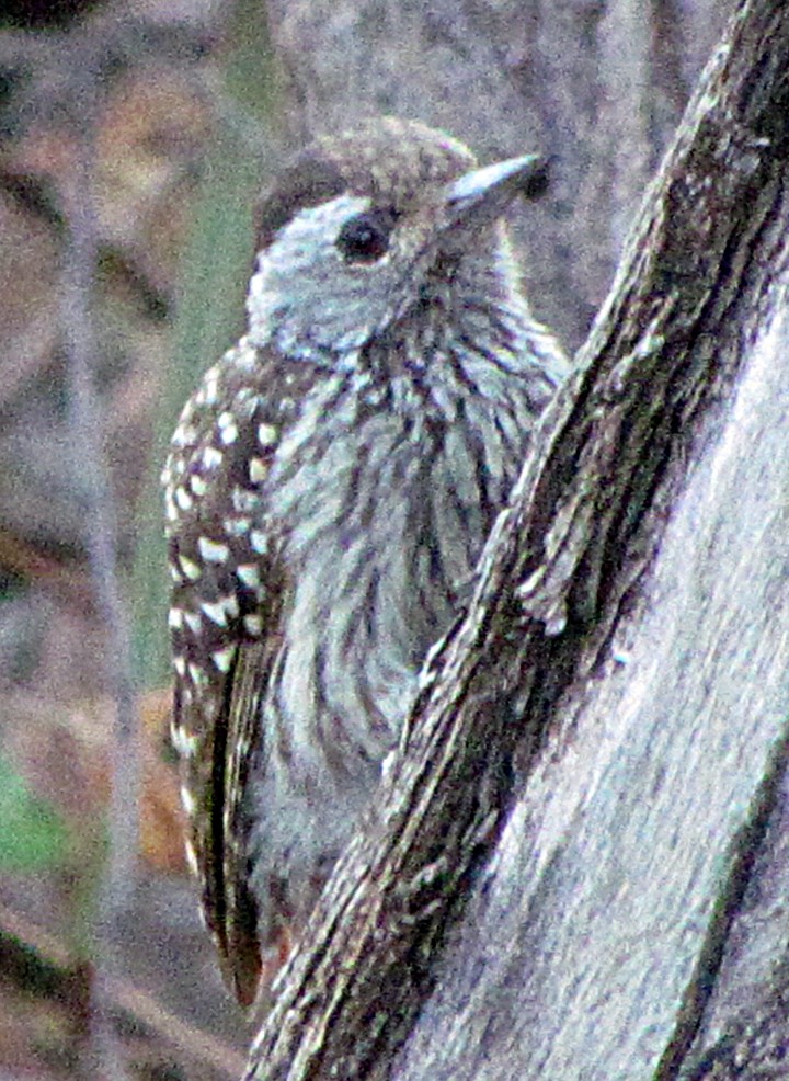 kardinalspett - ML645839564