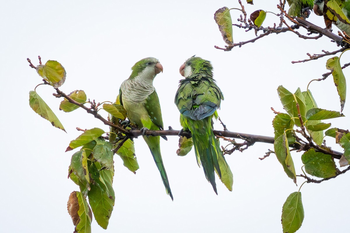 Papagai bulargrisa - ML645839569