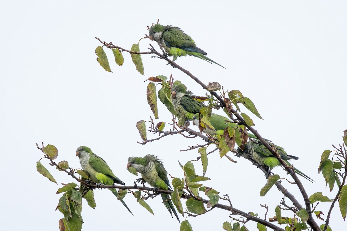 Papagai bulargrisa - ML645839570