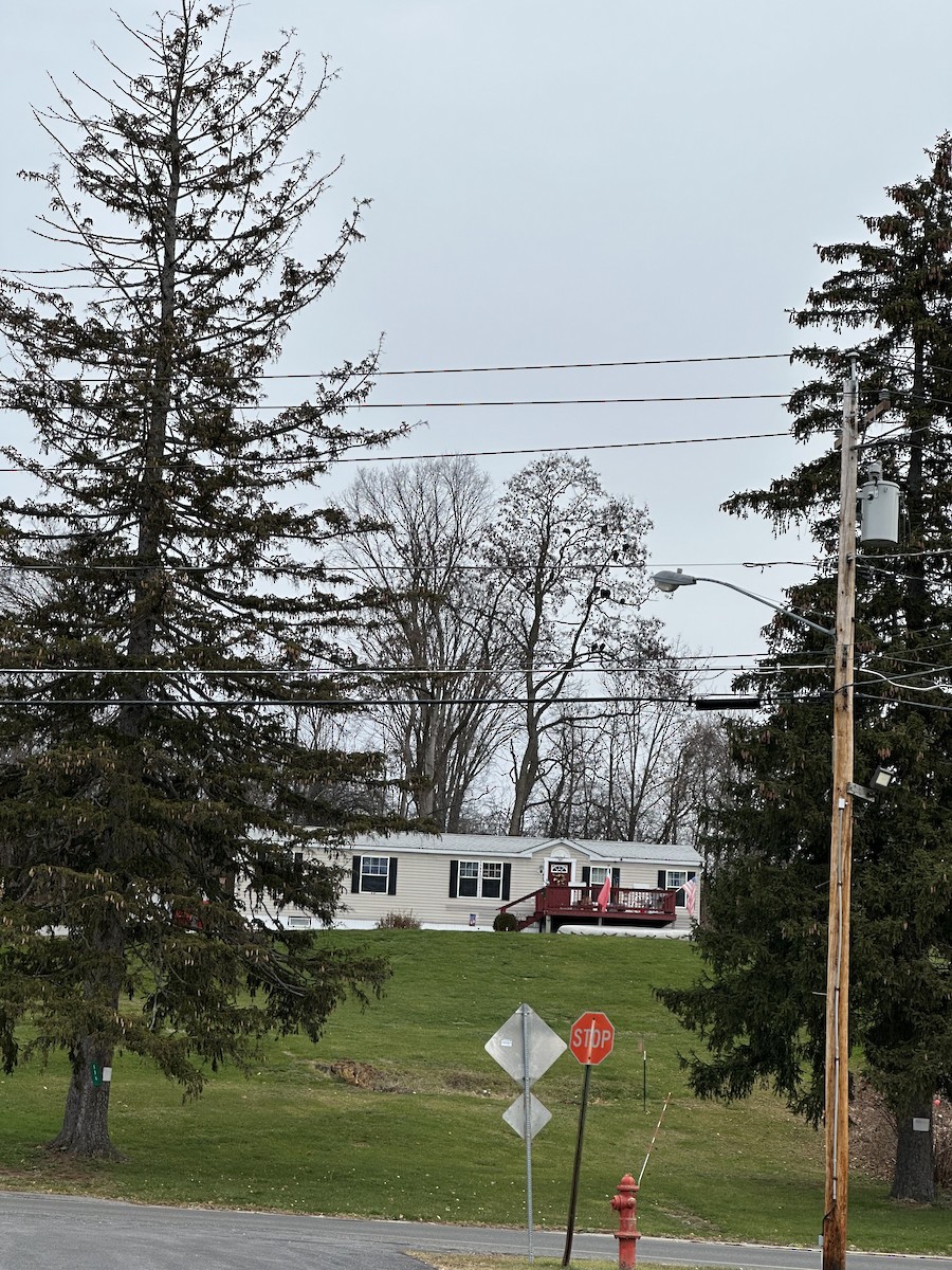 Black Vulture - ML645839571