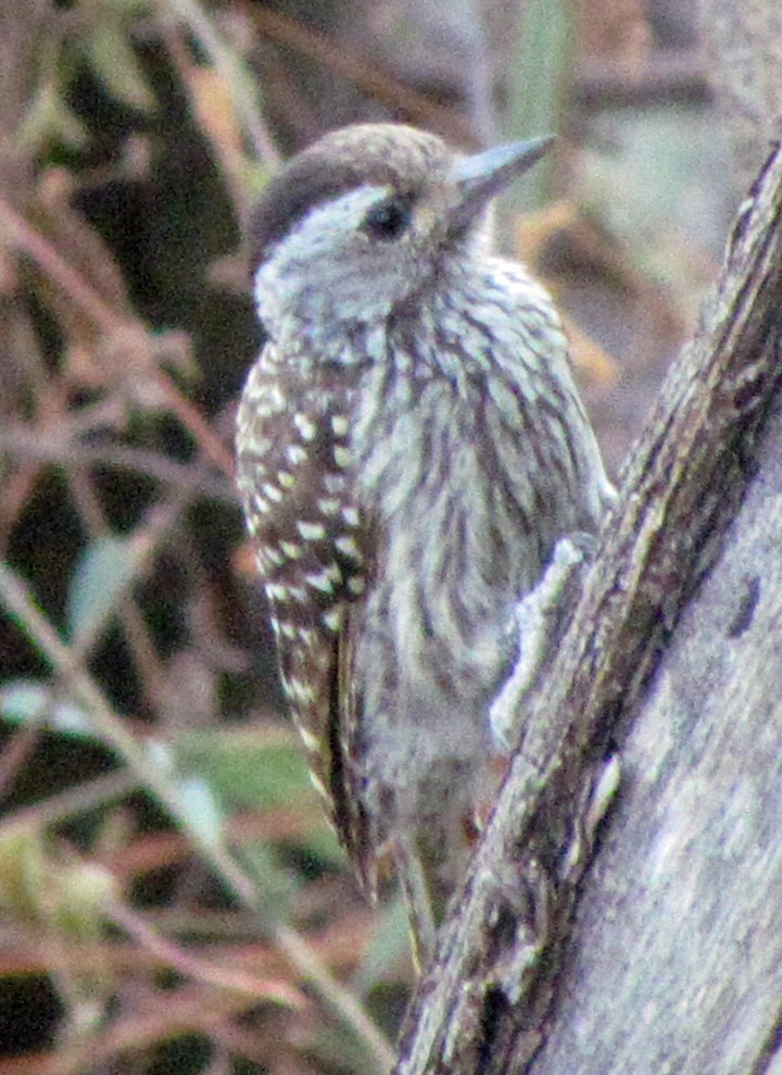 kardinalspett - ML645839572