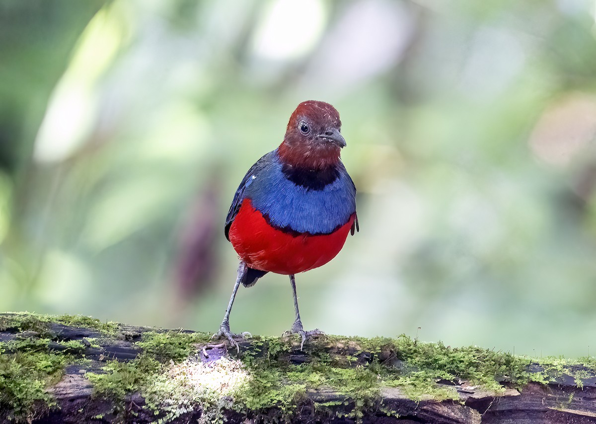 Sulawesi Pitta (Sangihe) - ML645839577