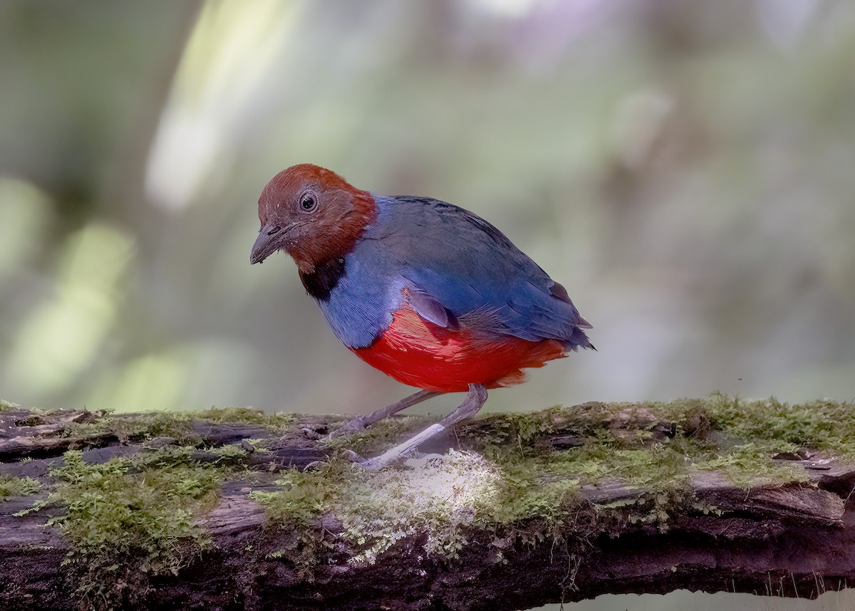 Sulawesi Pitta (Sangihe) - ML645839578