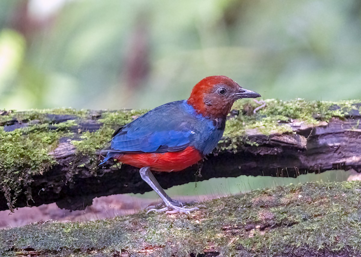 Sulawesi Pitta (Sangihe) - ML645839579