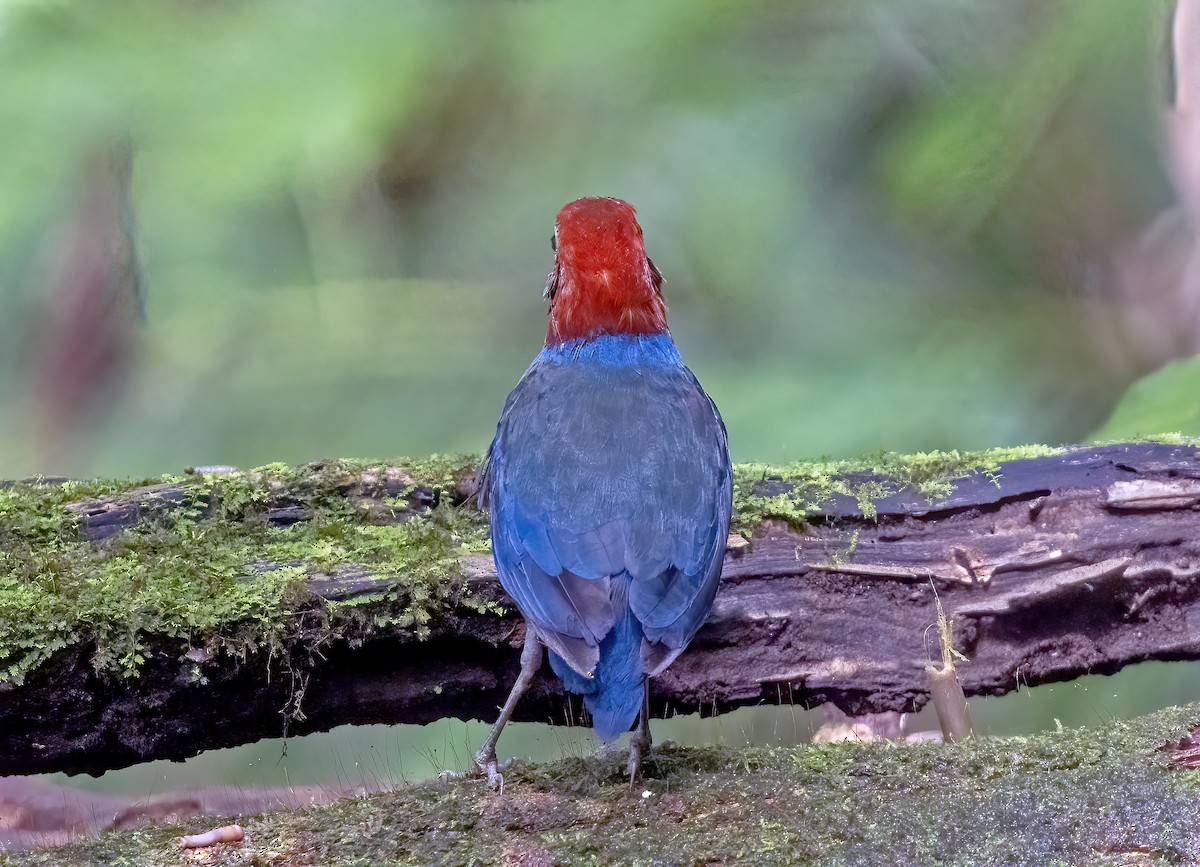 Sulawesi Pitta (Sangihe) - ML645839580