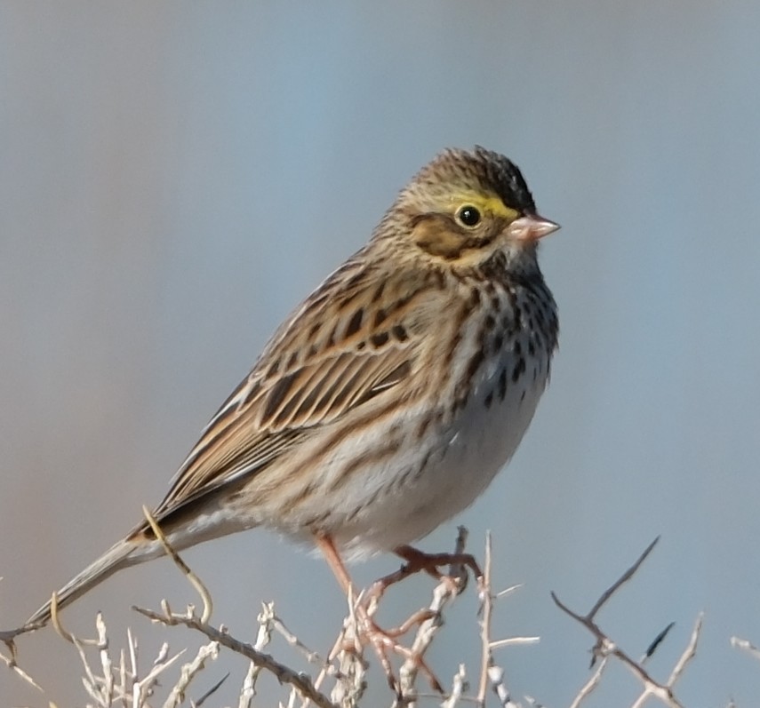 Пасовник савановий - ML645839582