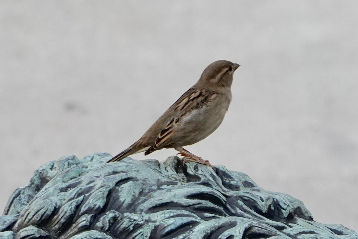 Gorrión Común - ML645839585