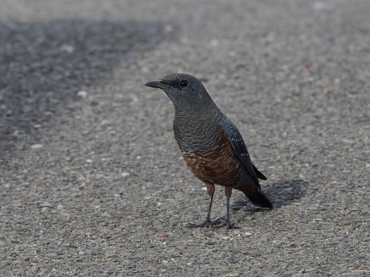 blåtrost - ML645839586