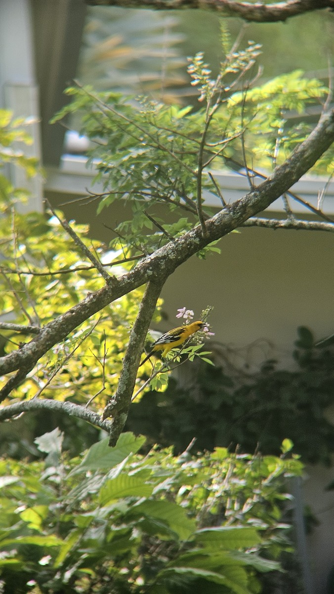 Streak-backed Oriole - ML645839595