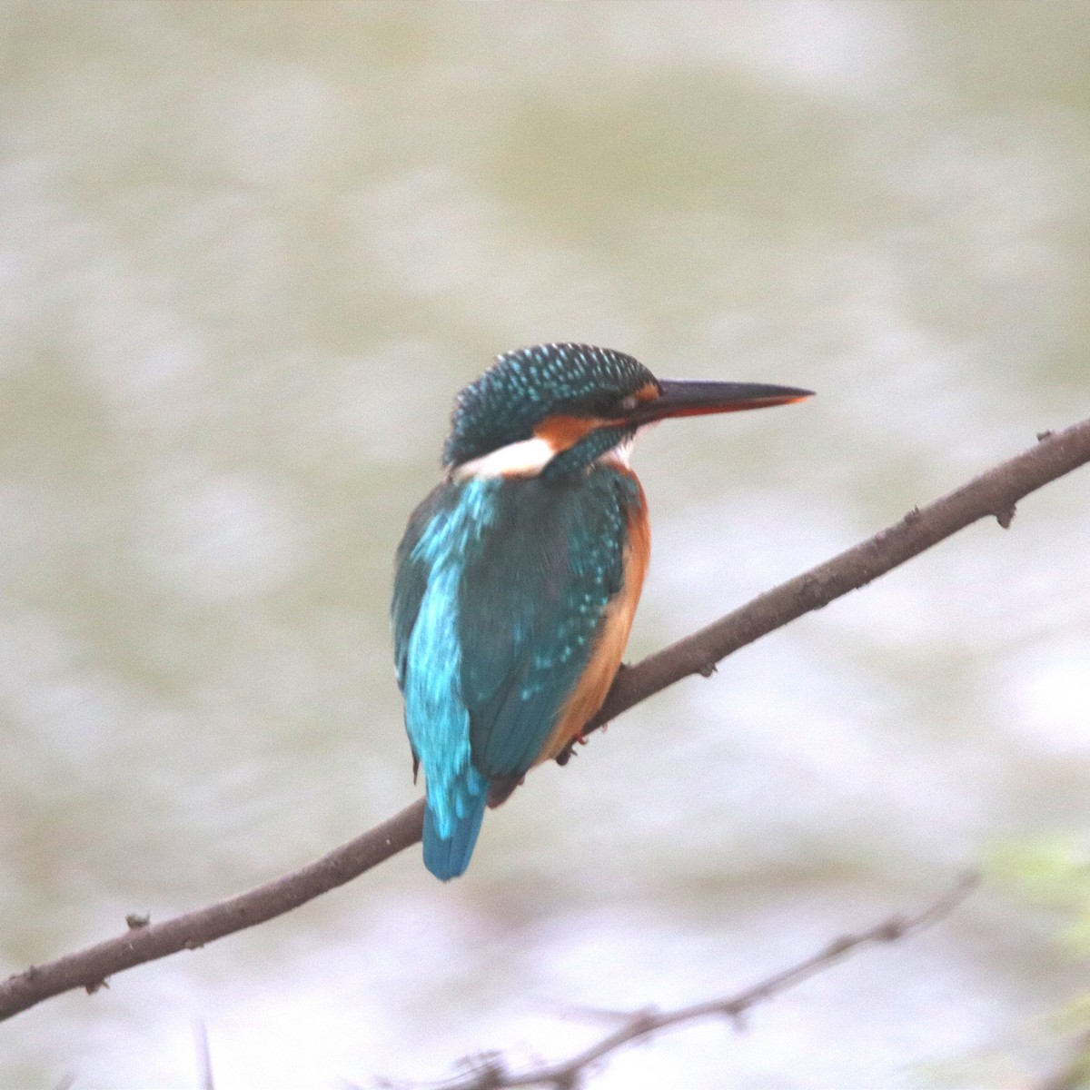 翠鳥 - ML645839596