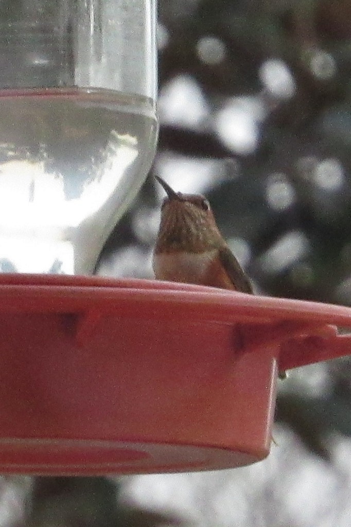 Rufous Hummingbird - ML645839597