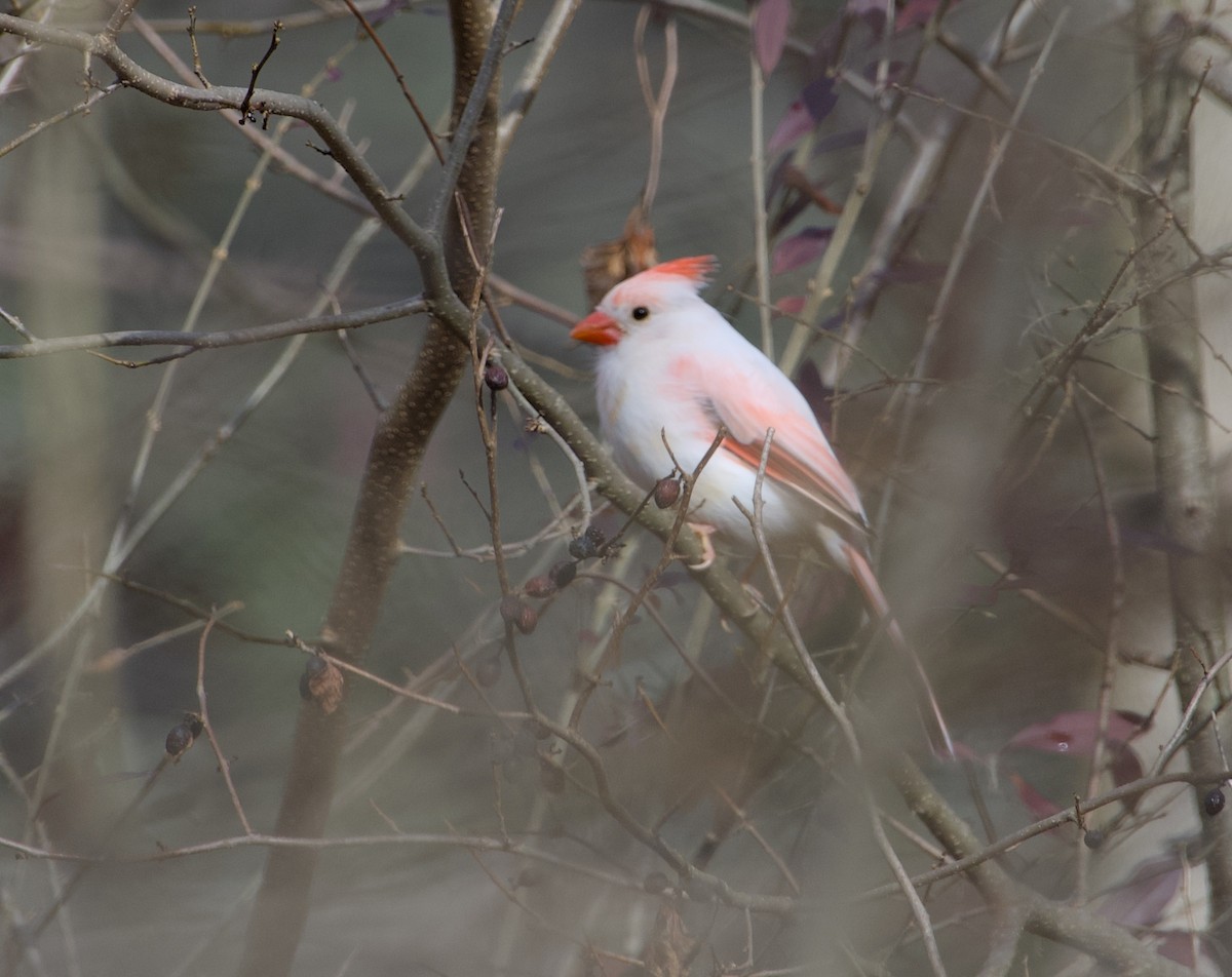 Kardinal arrunta - ML645839598