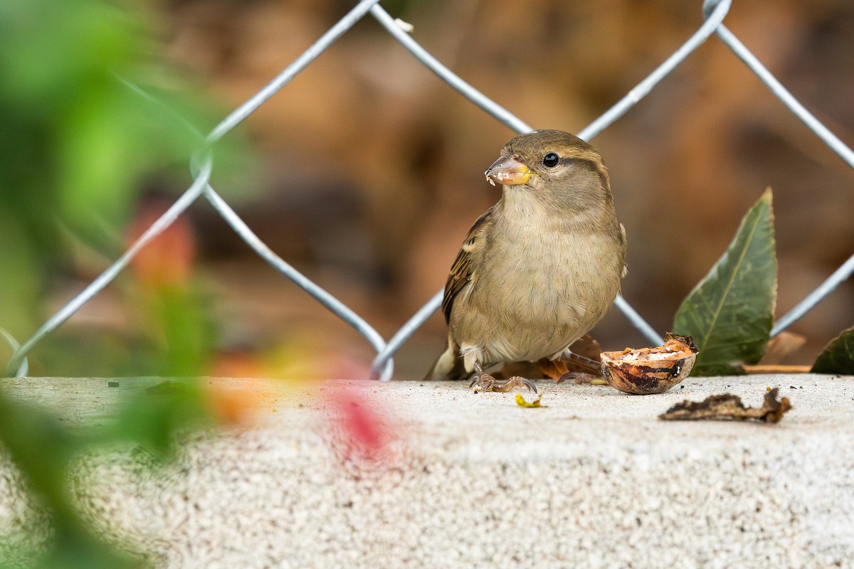 Gorrión Común - ML645839599