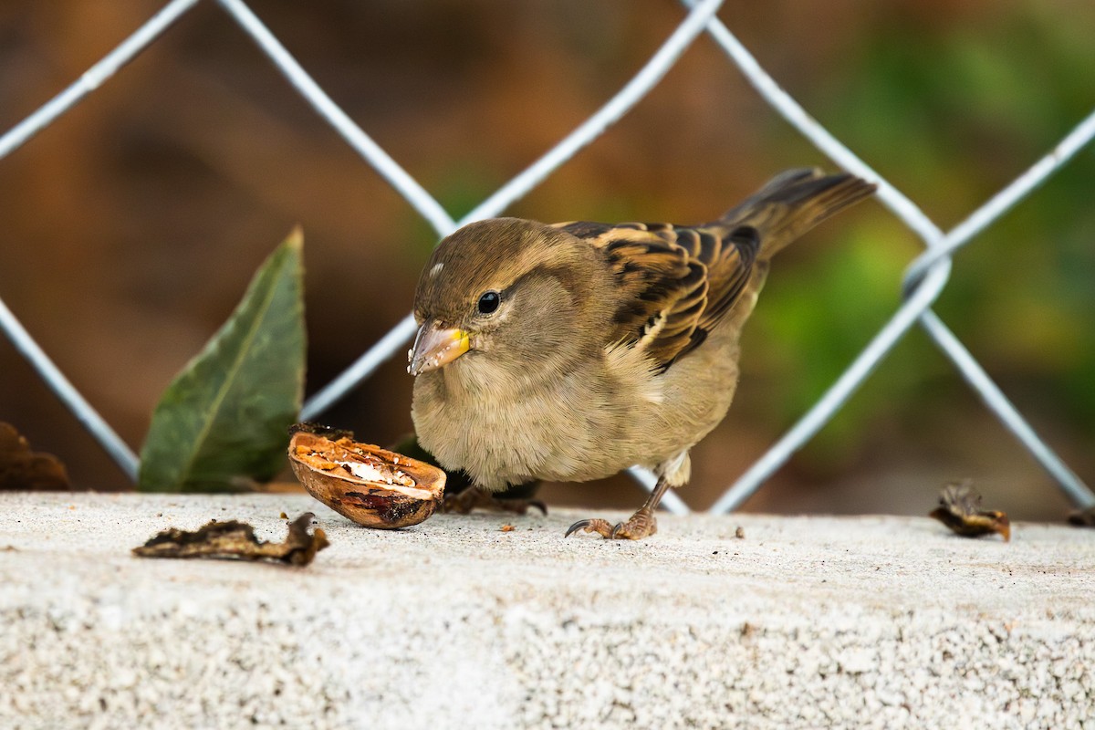 Gorrión Común - ML645839600