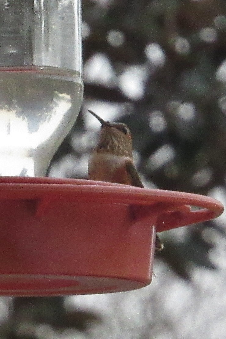 Rufous Hummingbird - ML645839601