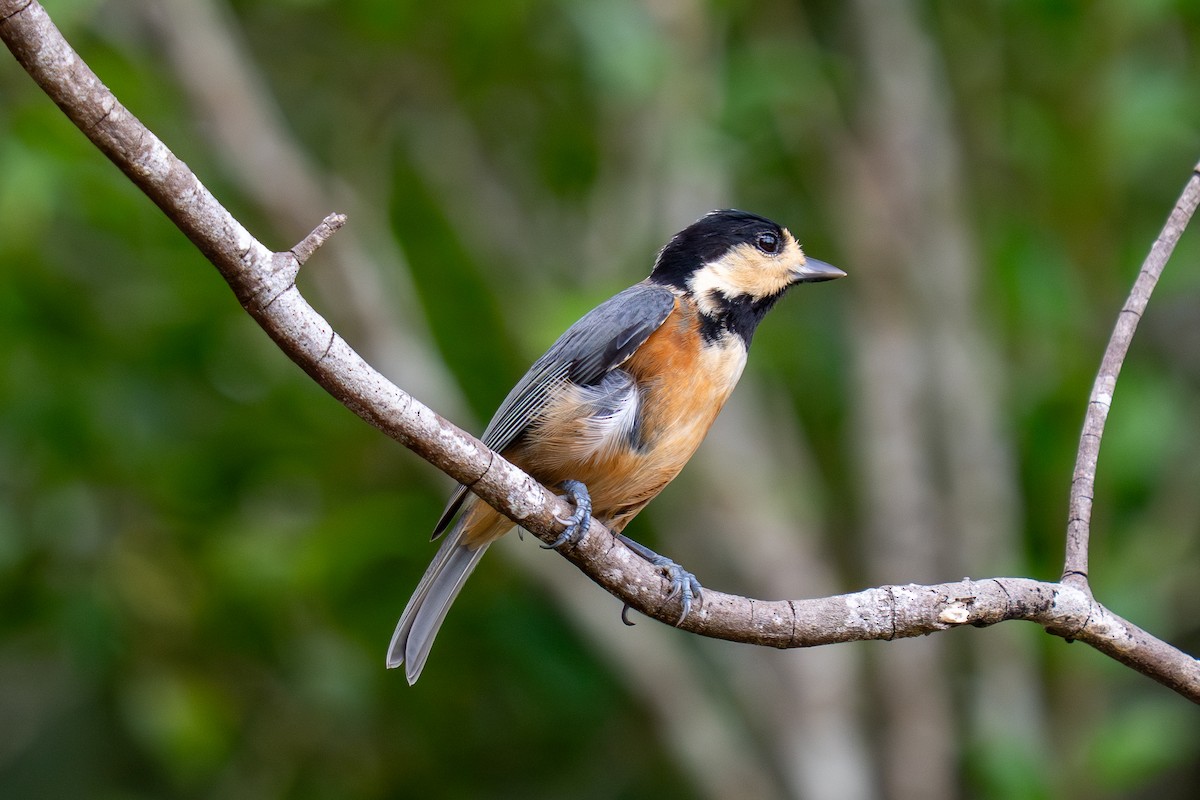 rødmeis - ML645839602