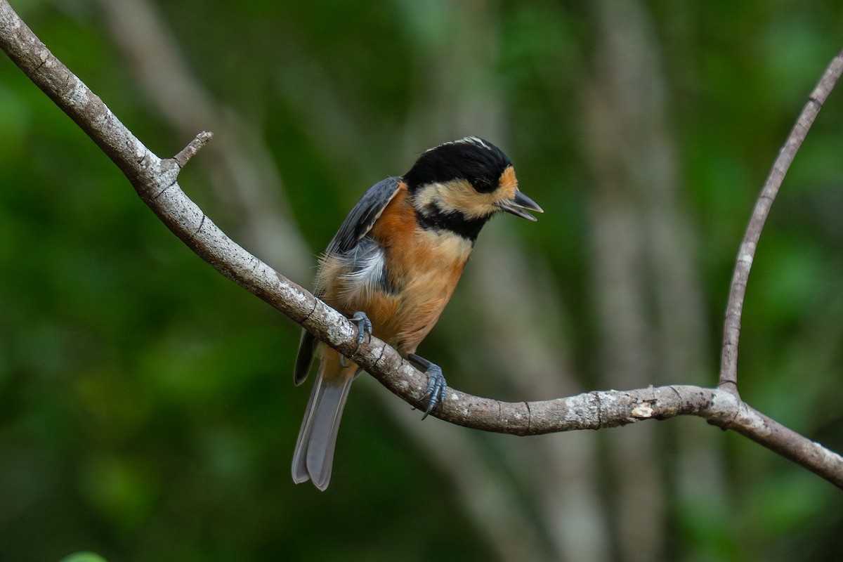 rødmeis - ML645839603