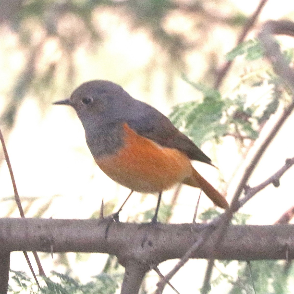 赭紅尾鴝 - ML645839605