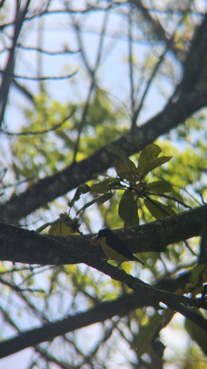 Yellow-throated Euphonia - ML645839607