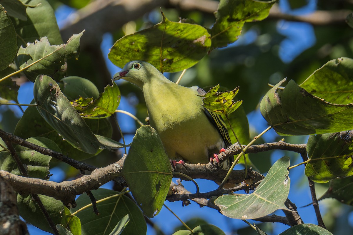 Kalın Gagalı Yeşil Güvercin [curvirostra grubu] - ML645839614