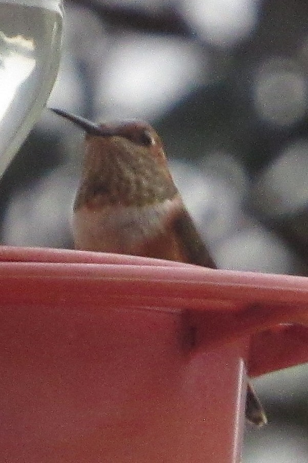 Rufous Hummingbird - ML645839615