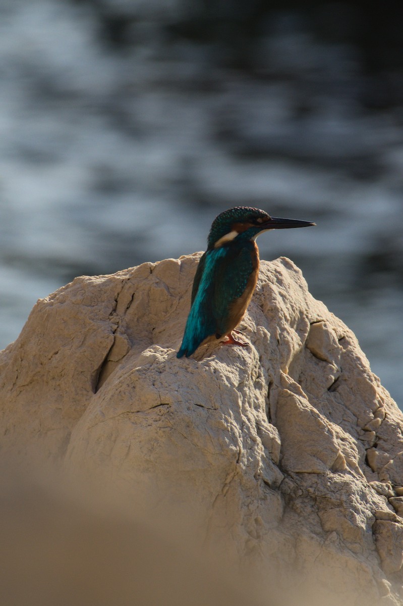 isfugl - ML645839620