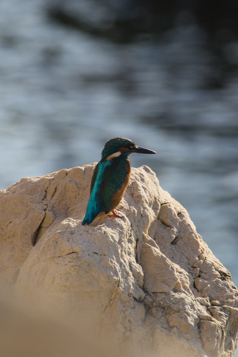 isfugl - ML645839621