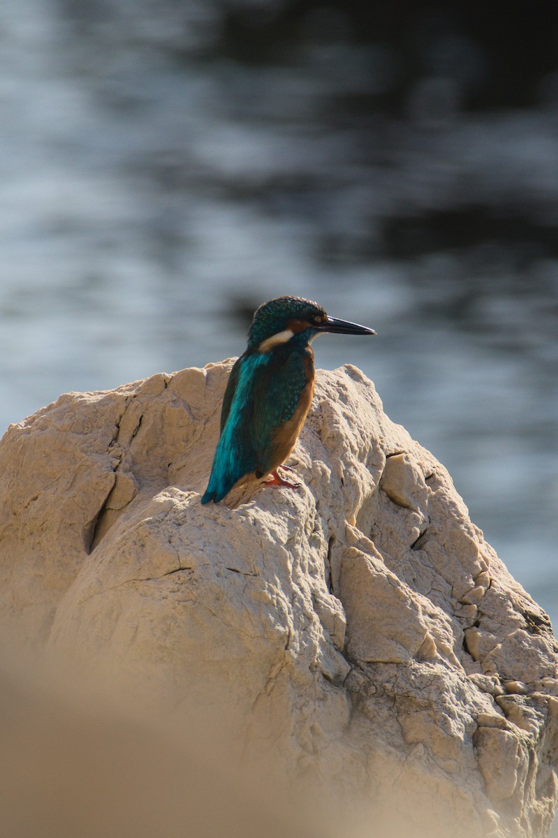 isfugl - ML645839622