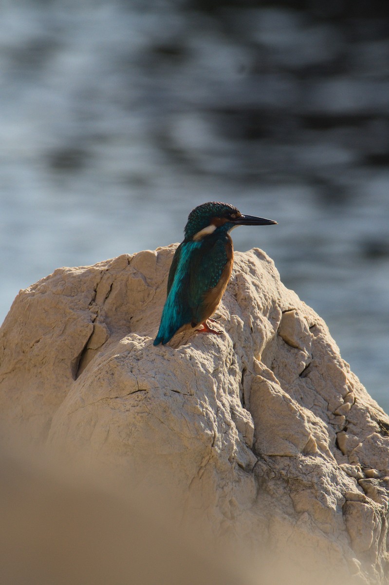 isfugl - ML645839623